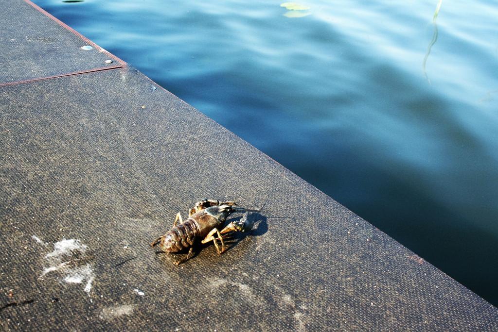 Apartamenty Jaśmin i Lilia jez. Sunowo koło Ełku Chrzanowo Zewnętrze zdjęcie